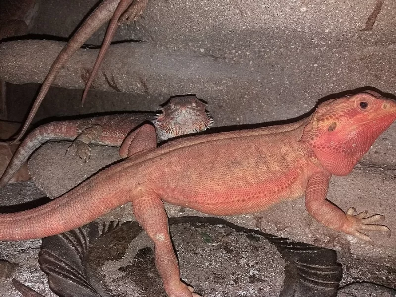 Agama vousata cervena
