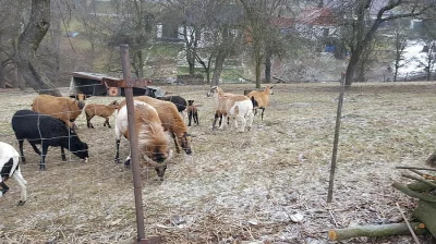 Kamerunský beran 5 měsíců