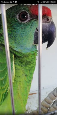 Amazona bodini - amazoňan orinocký.