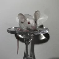 Barevné myšky od chovatelky v Praze