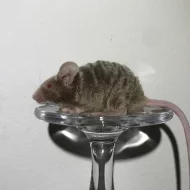 Barevné myšky od chovatelky v Praze