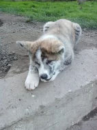 Akita-Inu nádherný pejsek ke krytí s PP