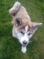 Akita-Inu nádherný pejsek ke krytí s PP