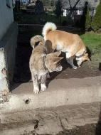 Akita-Inu nádherný pejsek ke krytí s PP