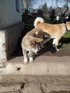 Akita-Inu nádherný pejsek ke krytí s PP