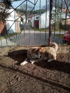 Akita-Inu nádherný pejsek ke krytí s PP
