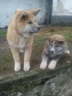 Akita-Inu nádherný pejsek ke krytí s PP
