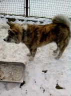 Akita-Inu nádherný pejsek ke krytí s PP