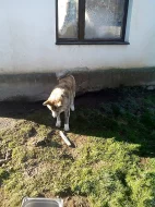 Akita-Inu nádherný pejsek ke krytí s PP