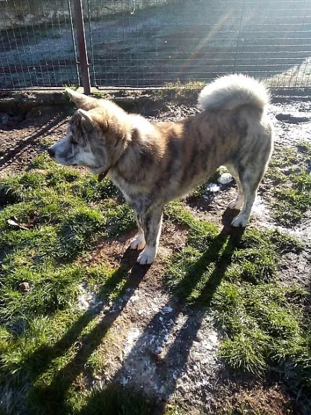 Akita-Inu nádherný pejsek ke krytí s PP