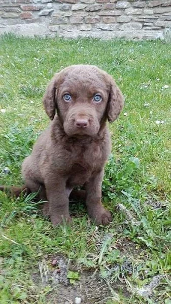 Chesapeake bay retriever