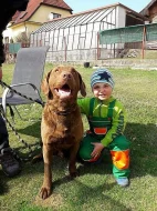 Chesapeake bay retriever