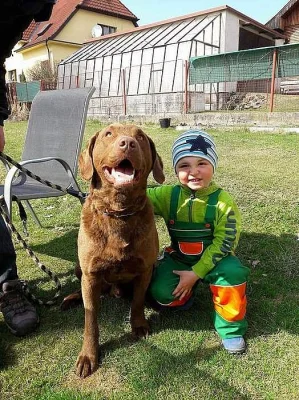 Chesapeake bay retriever