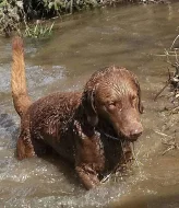 Chesapeake bay retriever