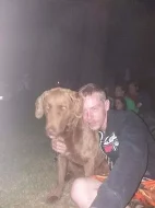 Chesapeake bay retriever