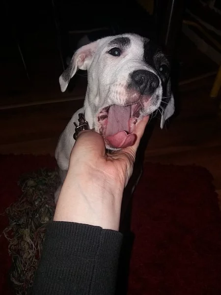 Štěně Amstaff