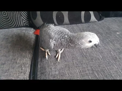 Prodám Žako Kongo