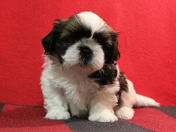 Shih-tzu, ši-tzu štěňátka s PP