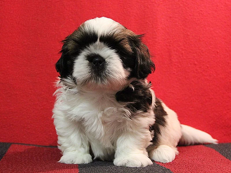 Shih-tzu, ši-tzu štěňátka s PP
