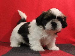 Shih-tzu, ši-tzu štěňátka s PP