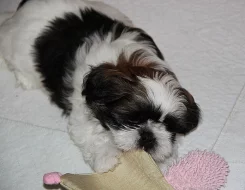 Shih-tzu, ši-tzu štěňátka s PP