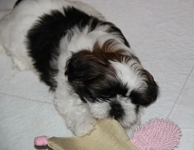 Shih-tzu, ši-tzu štěňátka s PP