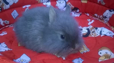 ZAKRSLÝ KRÁLÍČEK klučina k odběru- TEDDY GEN