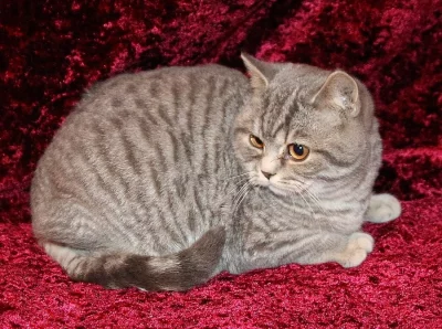 Britská koťata s PP