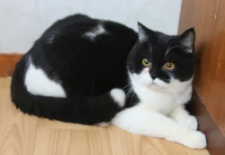 Britská koťata s PP