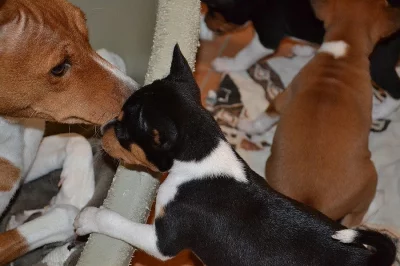 Basenji štěňata