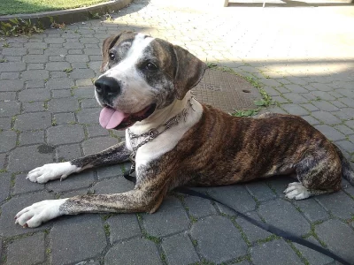 Americký stafordšírský terier