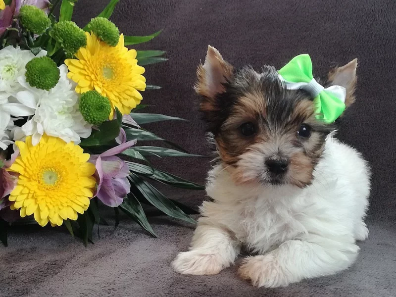 Biewer, Golddust yorkshire terrier s PP