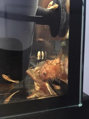 Ancistrus super red Long fin - chovné