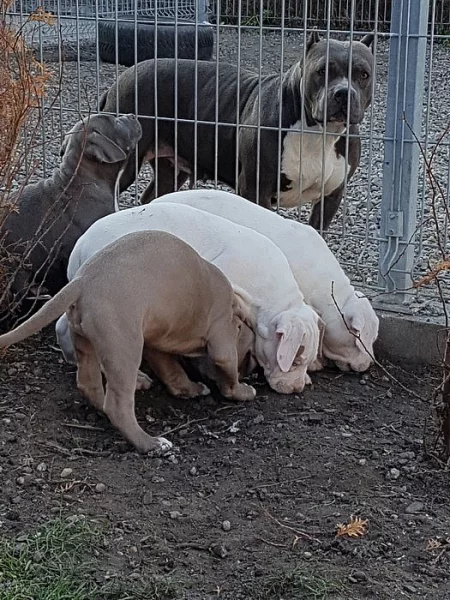 American Bully XL top štěňatka s pp
