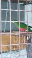 Papoušek kralovský