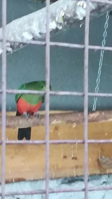 Papoušek kralovský