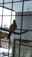 Papoušek kralovský