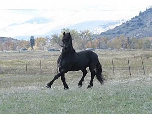 Krásná elegantní fríská klisna