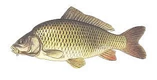 Prodám konzumní kapry 49,- štiky,