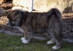 štěně Akita Inu s PP