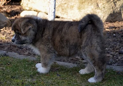 štěně Akita Inu s PP
