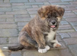 štěně Akita Inu s PP