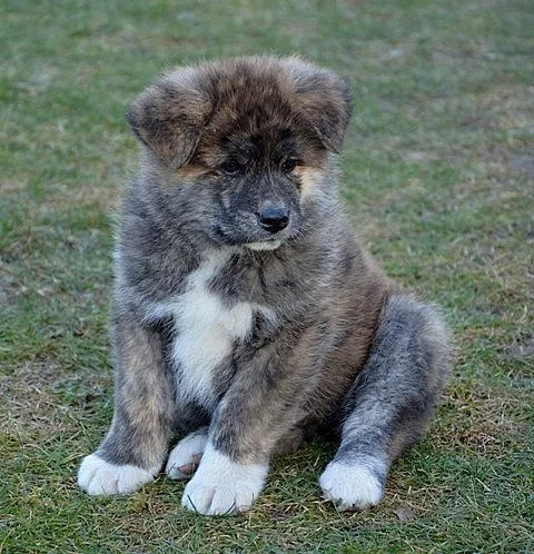 štěně Akita Inu s PP