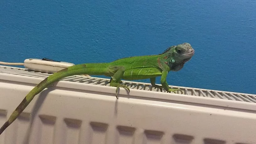 Leguán zelený