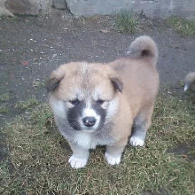 Akita inu