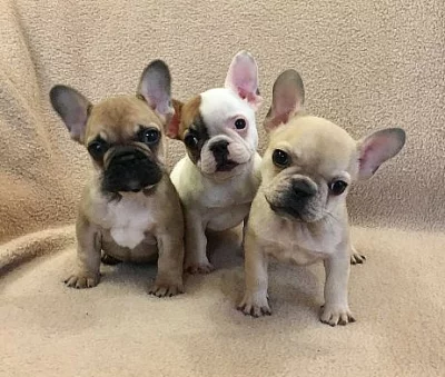 Francúzsky buldoček modrý