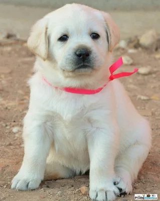 Zlatý retriever s PP / JAR 2019