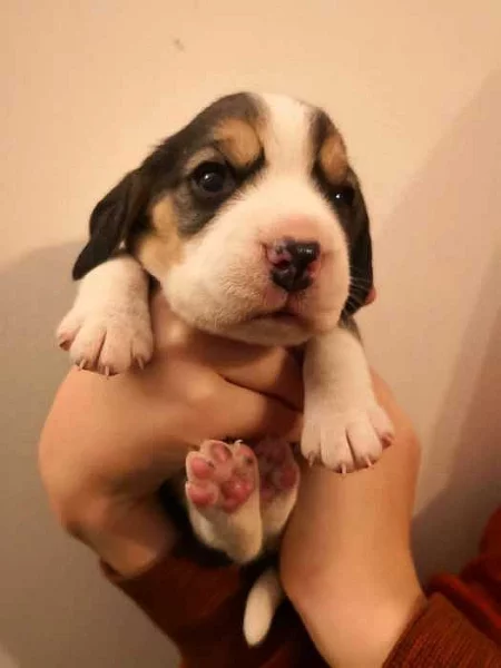 Bígl - štěňátka