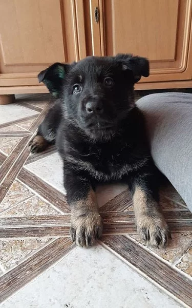 Německý ovčák-štěňata s PP.