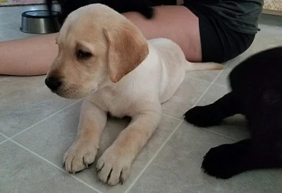 Labrador retriever - štěňátka,žlutá fenka i pes, odběr ihned